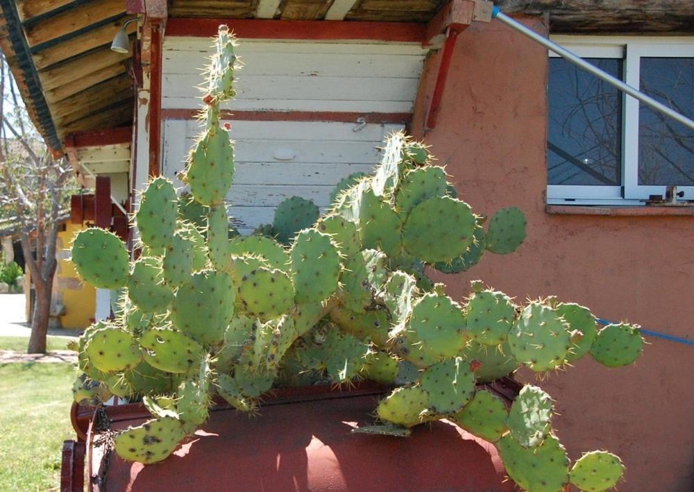 Posada Tresmentiras Aldeanueva del Camino Esterno foto